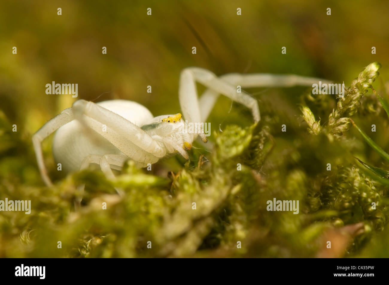 Misumena vatia Stock Photo Alamy