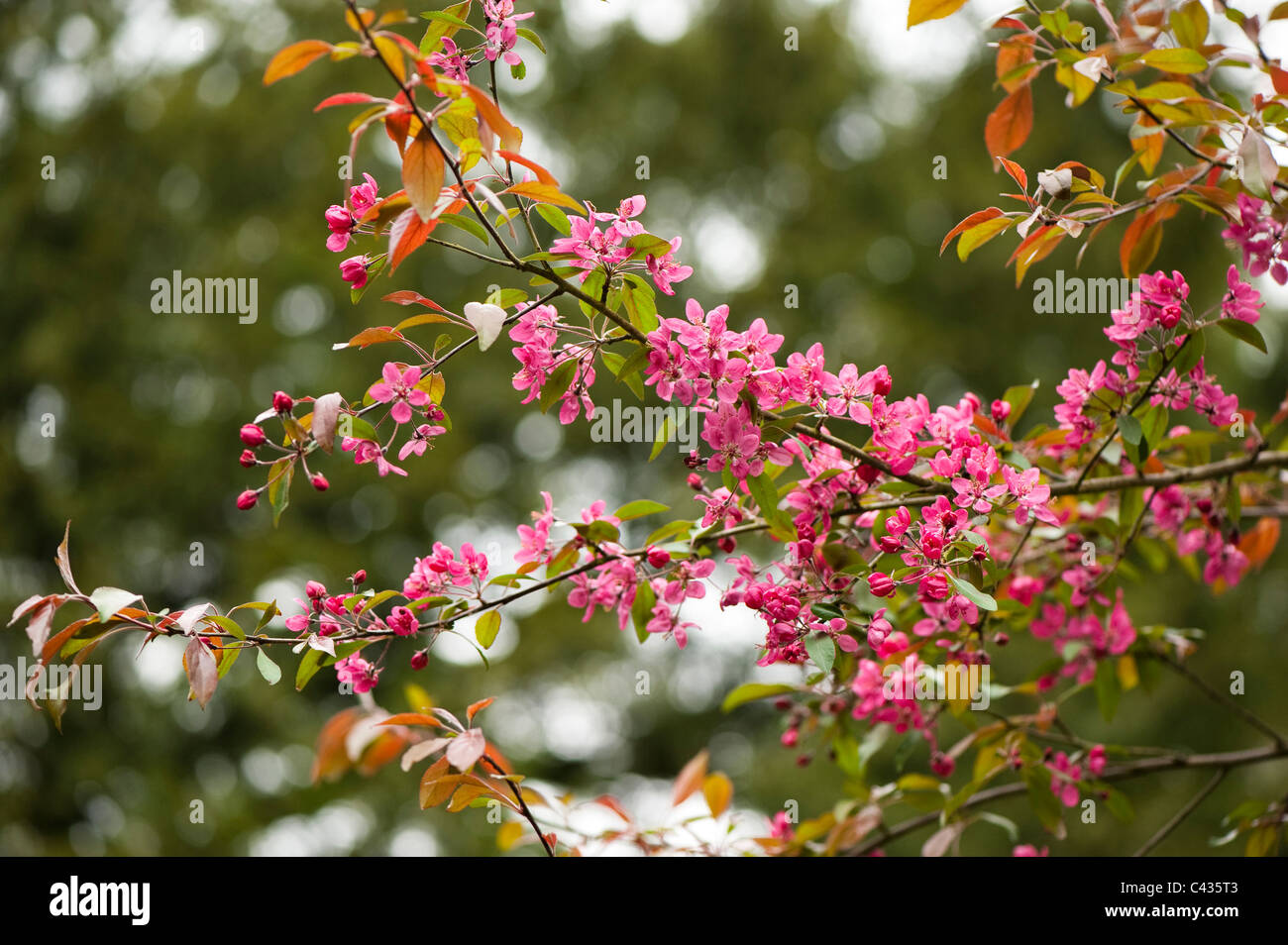 Malus floribunda ‘Nigra’ in flower Stock Photo