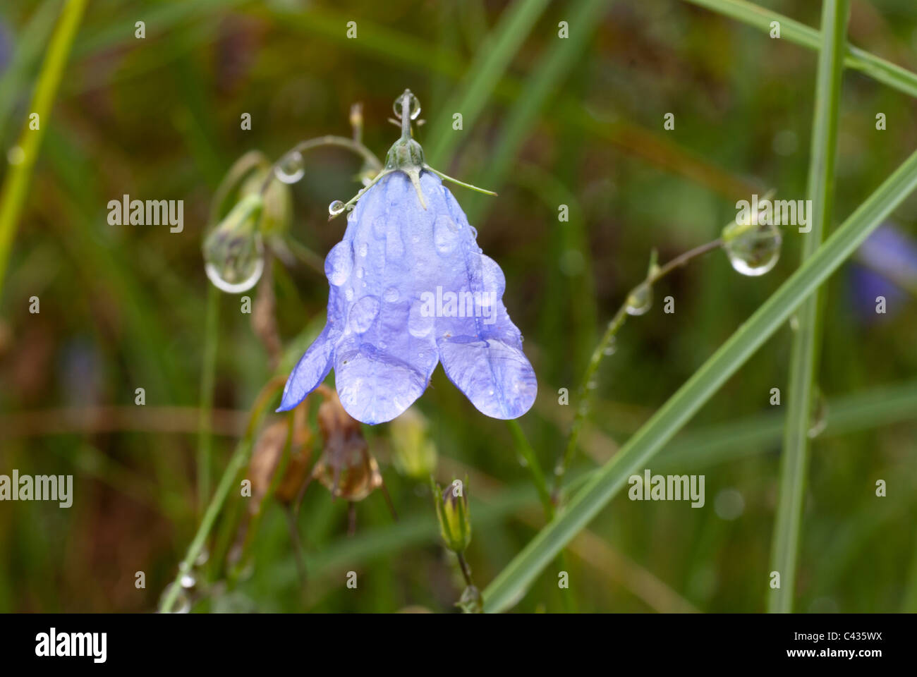 Plant, Harebell, Campanula rotundifolia, Raindrops, Stock Photo
