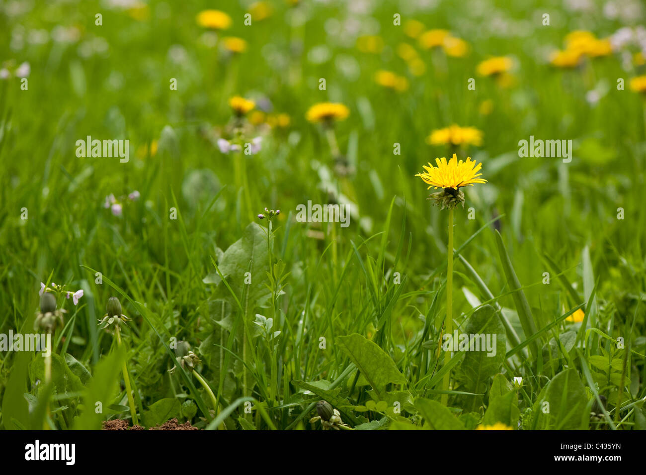 Dandelions, Taraxacum officinale, in flower Stock Photo