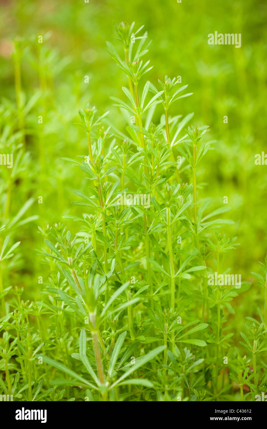 Cleavers, Galium aparine Stock Photo Alamy