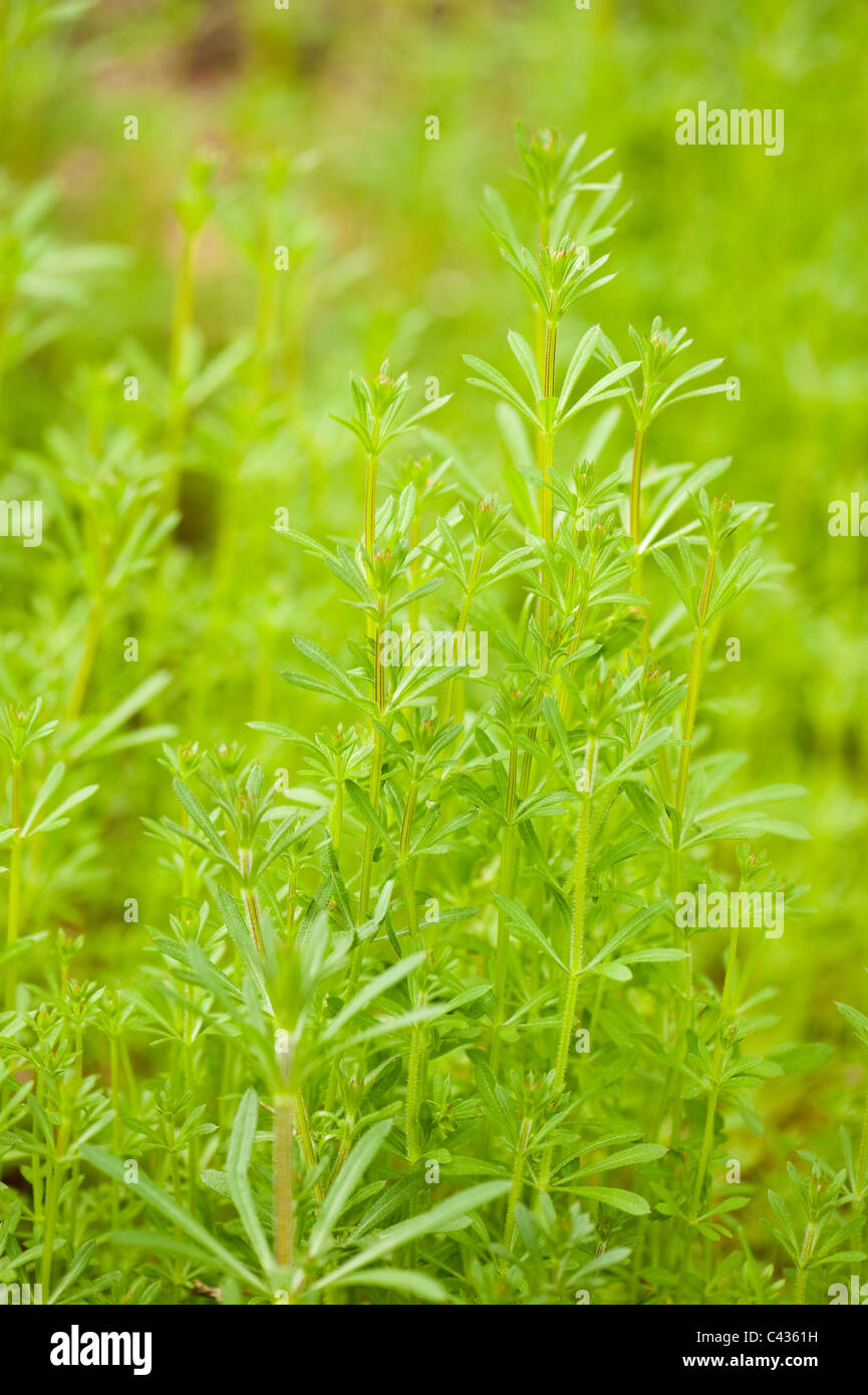 Cleavers, Galium aparine Stock Photo Alamy