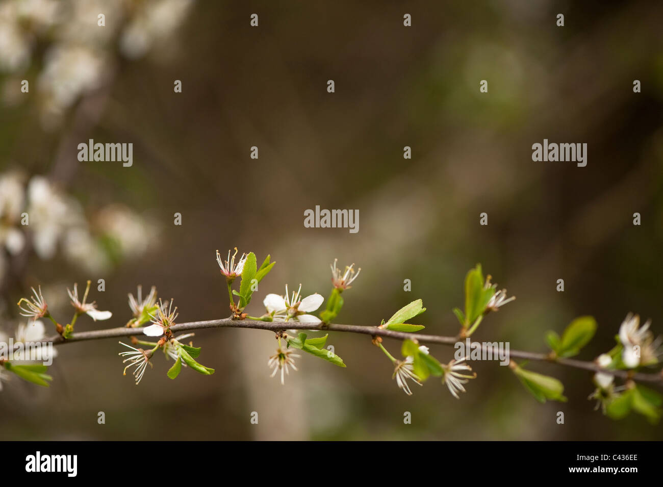 Prunus spinosa, Blackthorn, new leaves shooting Stock Photo
