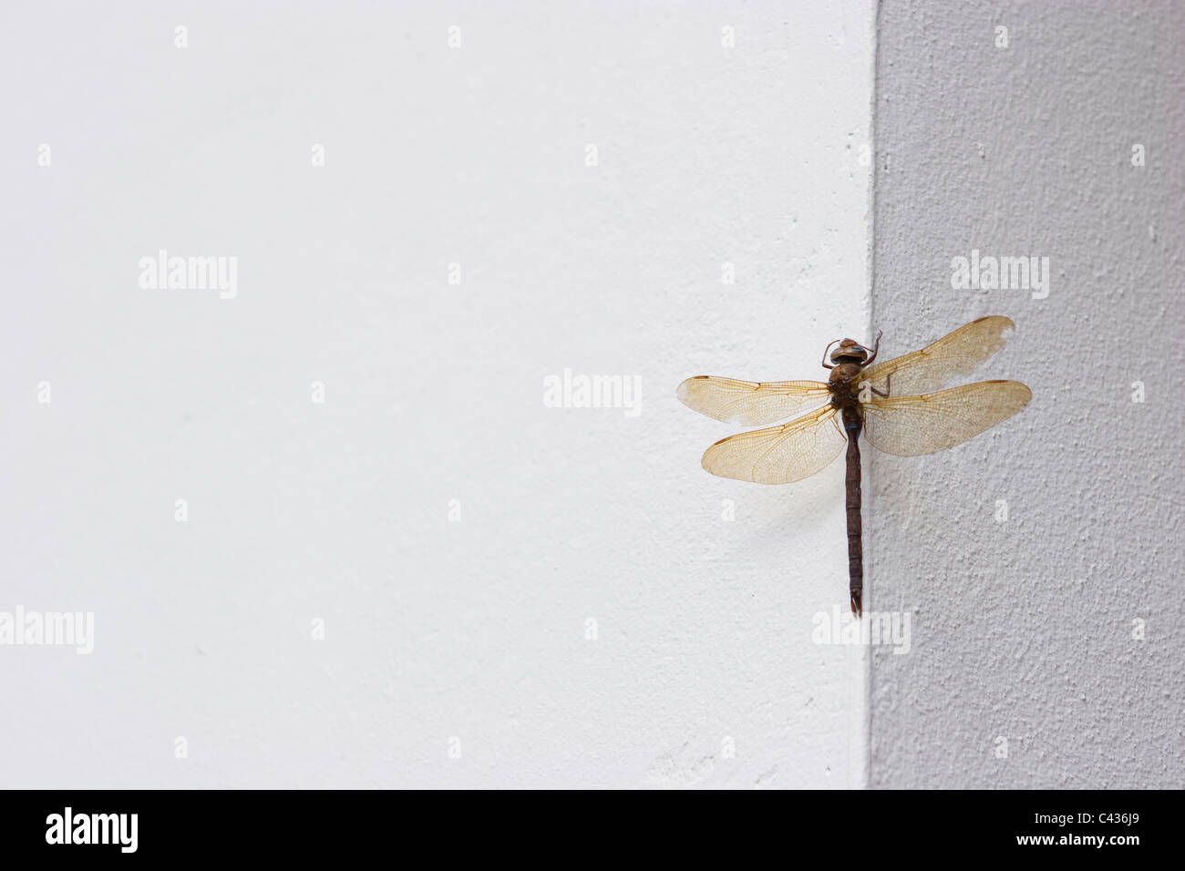 dragonfly insect large 2 wings wall plain perch rest display motionless still long body thorax head transparent detail legs sun Stock Photo