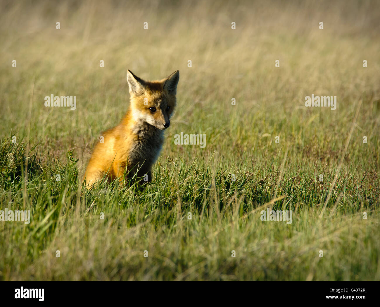 A young red fox sits and stares off into the horizon. The fox den was located at Fort Missoula in Missoula, Montana. Stock Photo