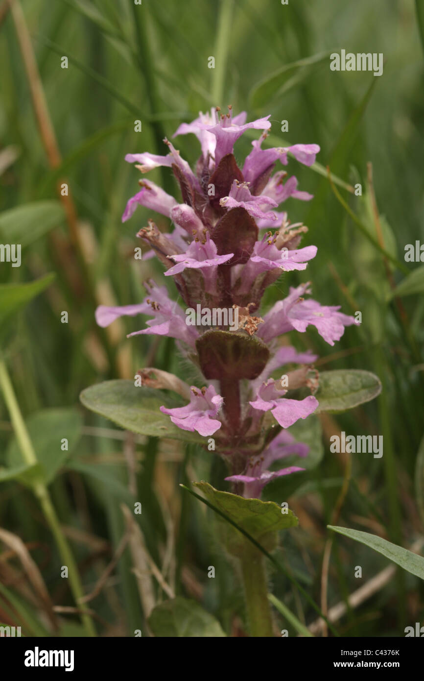 Bugle flowers hires stock photography and images Alamy