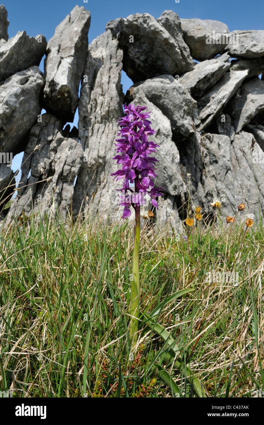 Early Purple Orchid - Orchis mascula, against Burren Dry Limestone Wall Stock Photo