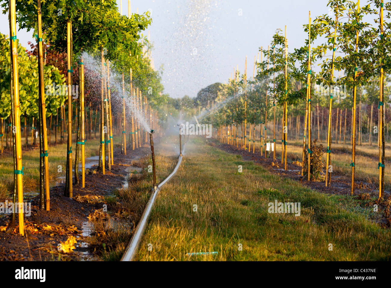 Spray irrigation in Willamette Valley Oregon USA Stock Photo Alamy
