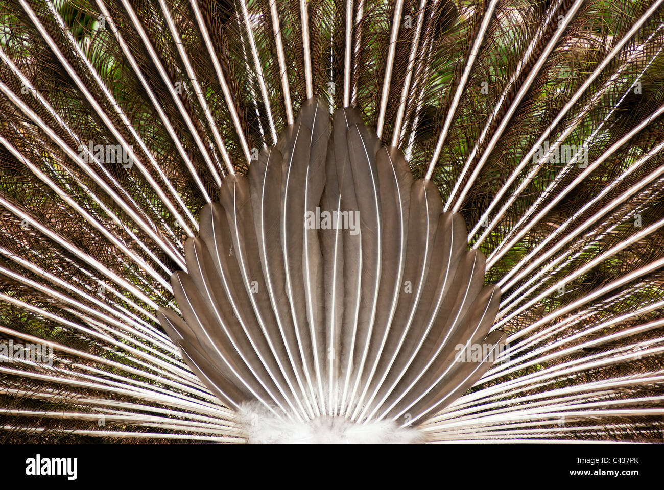 Rear view of a peacocks tail feathers Stock Photo