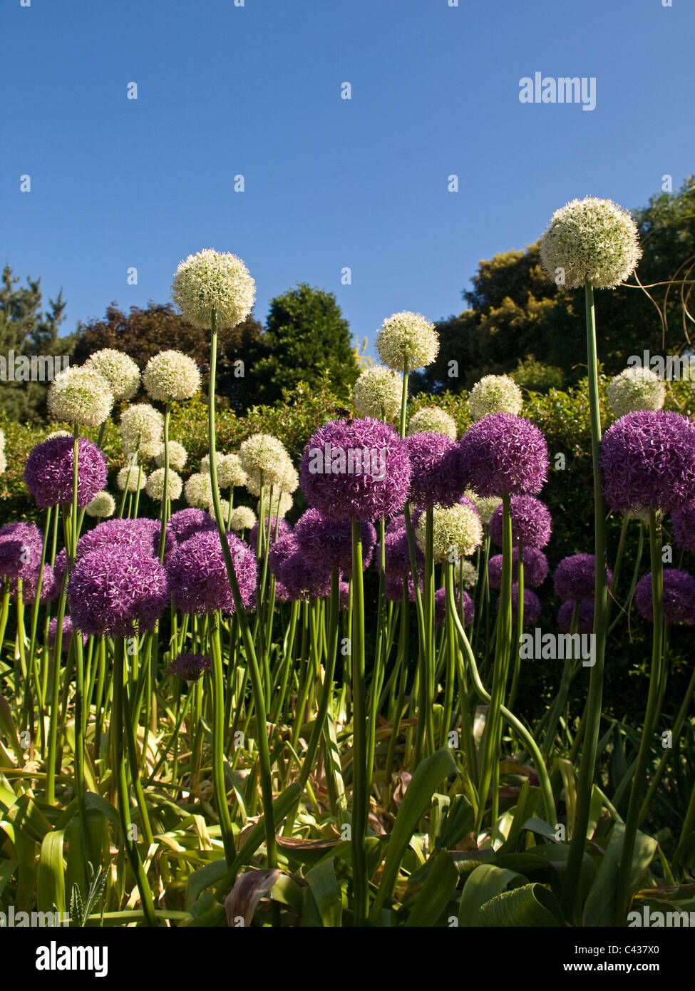 Purple and White Alliums at Ventnor Botanical Gardens Isle of Wight England UK Stock Photo Alamy