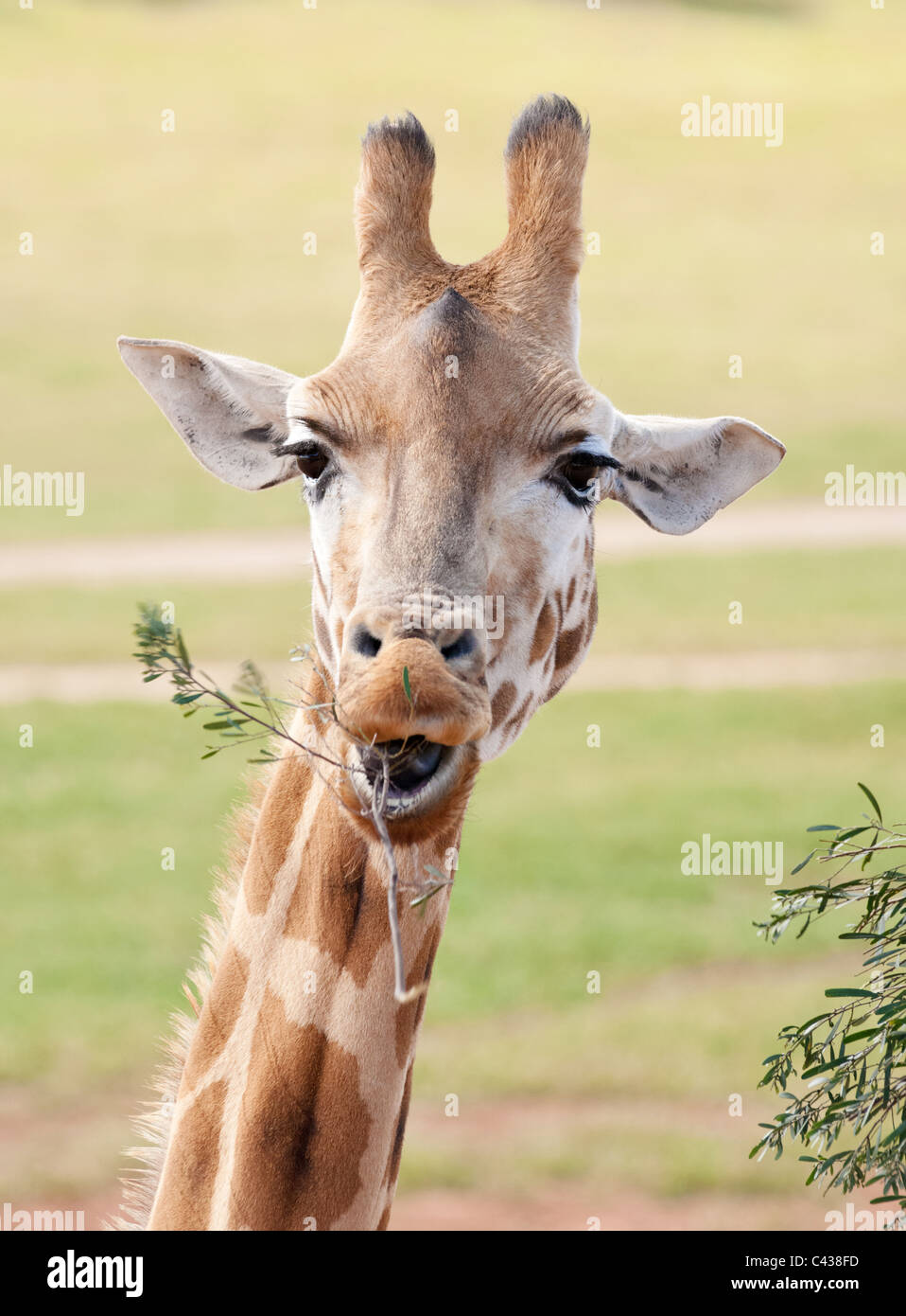 african giraffe in natural environment up close  Stock Photo