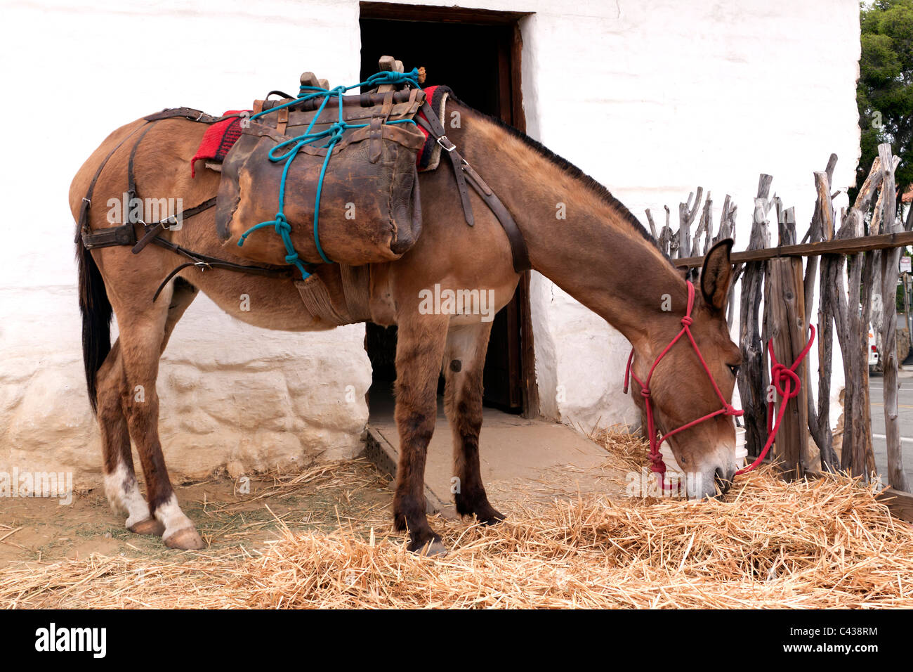 Pack mule hires stock photography and images Alamy