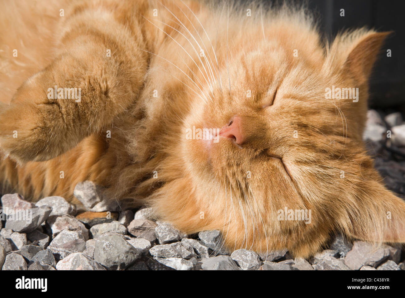 Domestic Long Haired Ginger Cat Stock Photo 36952267 Alamy