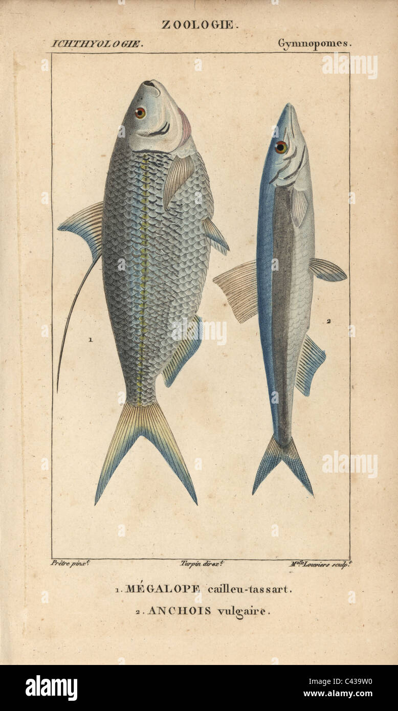 Atlantic thread herring and European anchovy Stock Photo