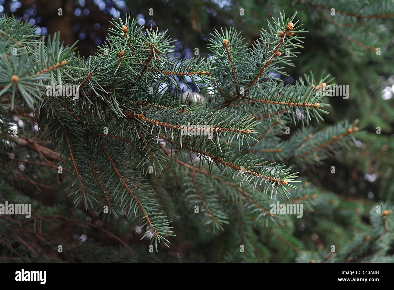 Area fir tree hi-res stock photography and images - Alamy