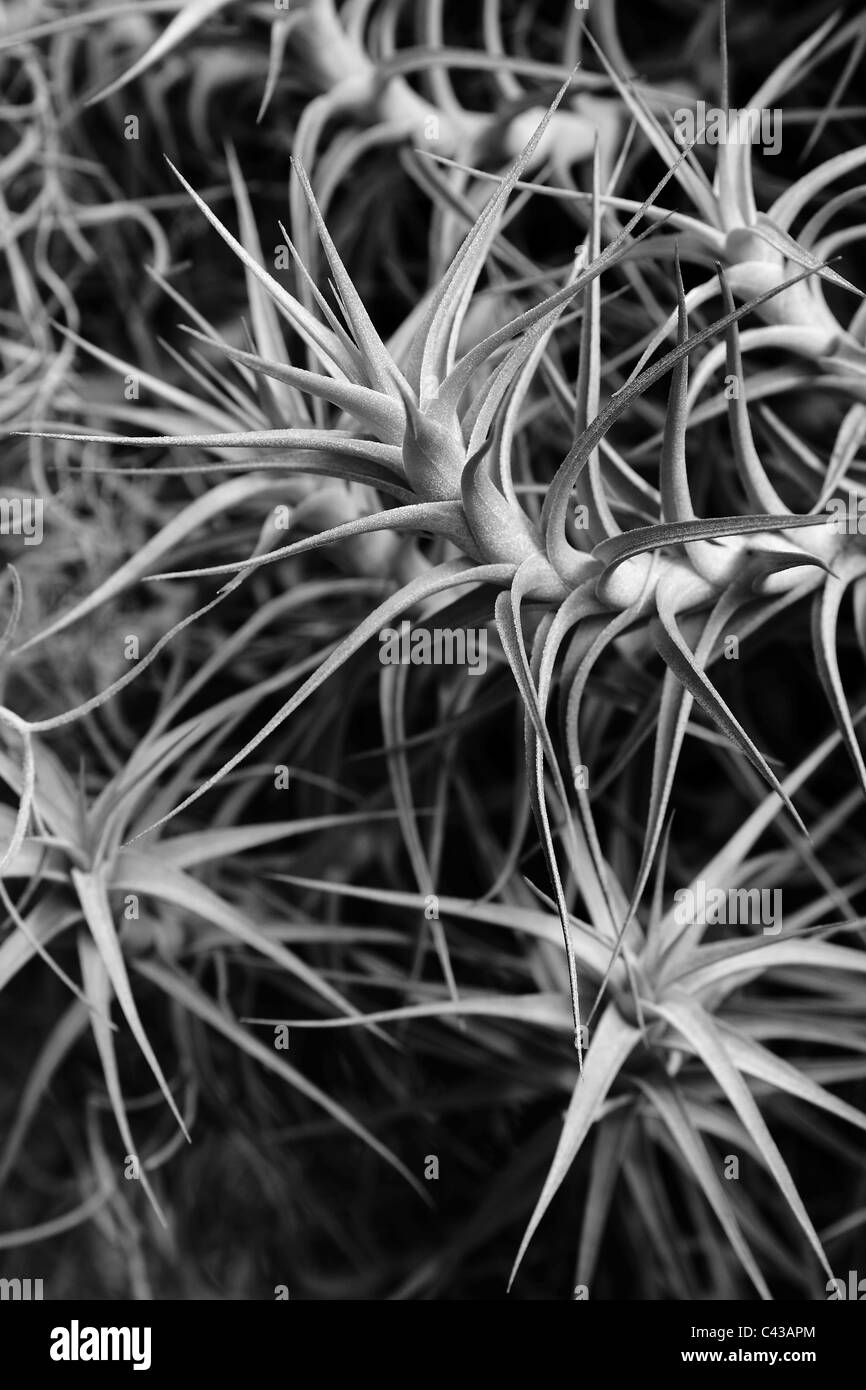 Air plant hi-res stock photography and images - Alamy