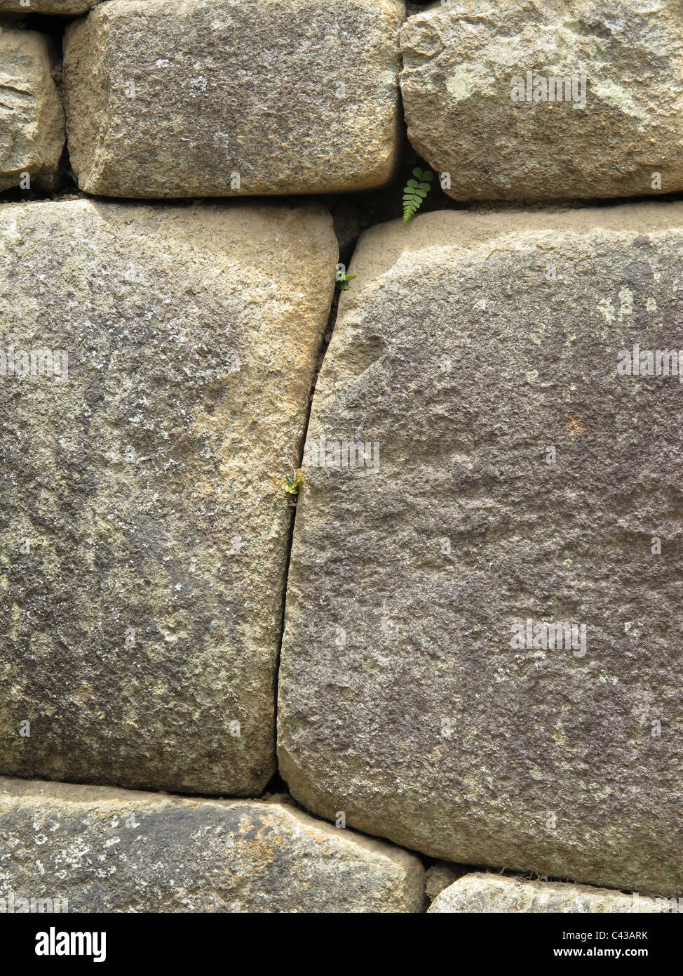 Inca stone wall with farn at Machu Picchu ruins, Peru Stock Photo