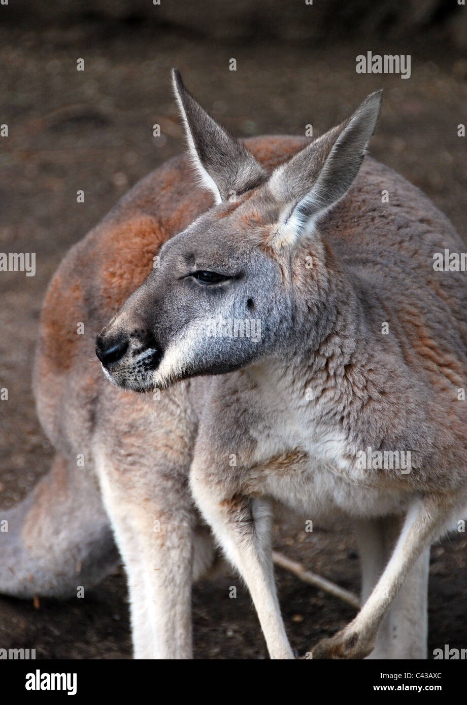 Kangaroo, Taronga Zoo, Sydney Australia Stock Photo