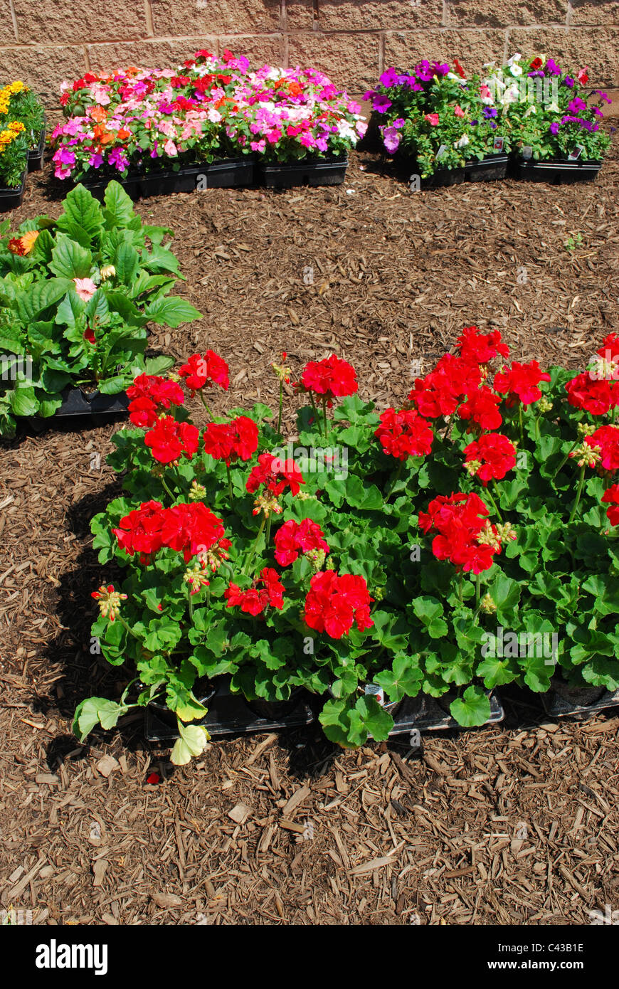 Flower flats are ready to be planted in garden Stock Photo Alamy