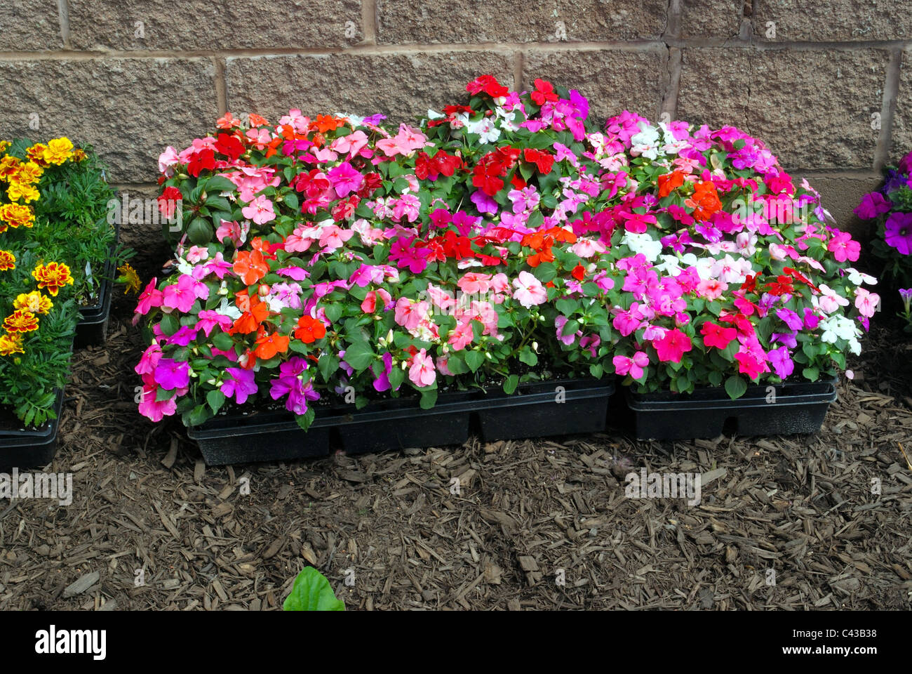 Flower flats are ready to be planted in garden Stock Photo Alamy