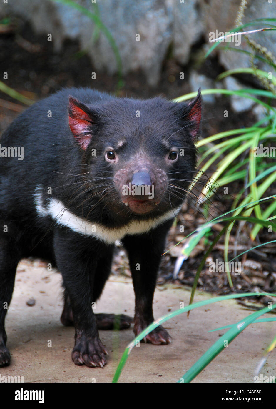 Tasmanian Devil, Sydney's Taronga Zoo, Australia Stock Photo - Alamy