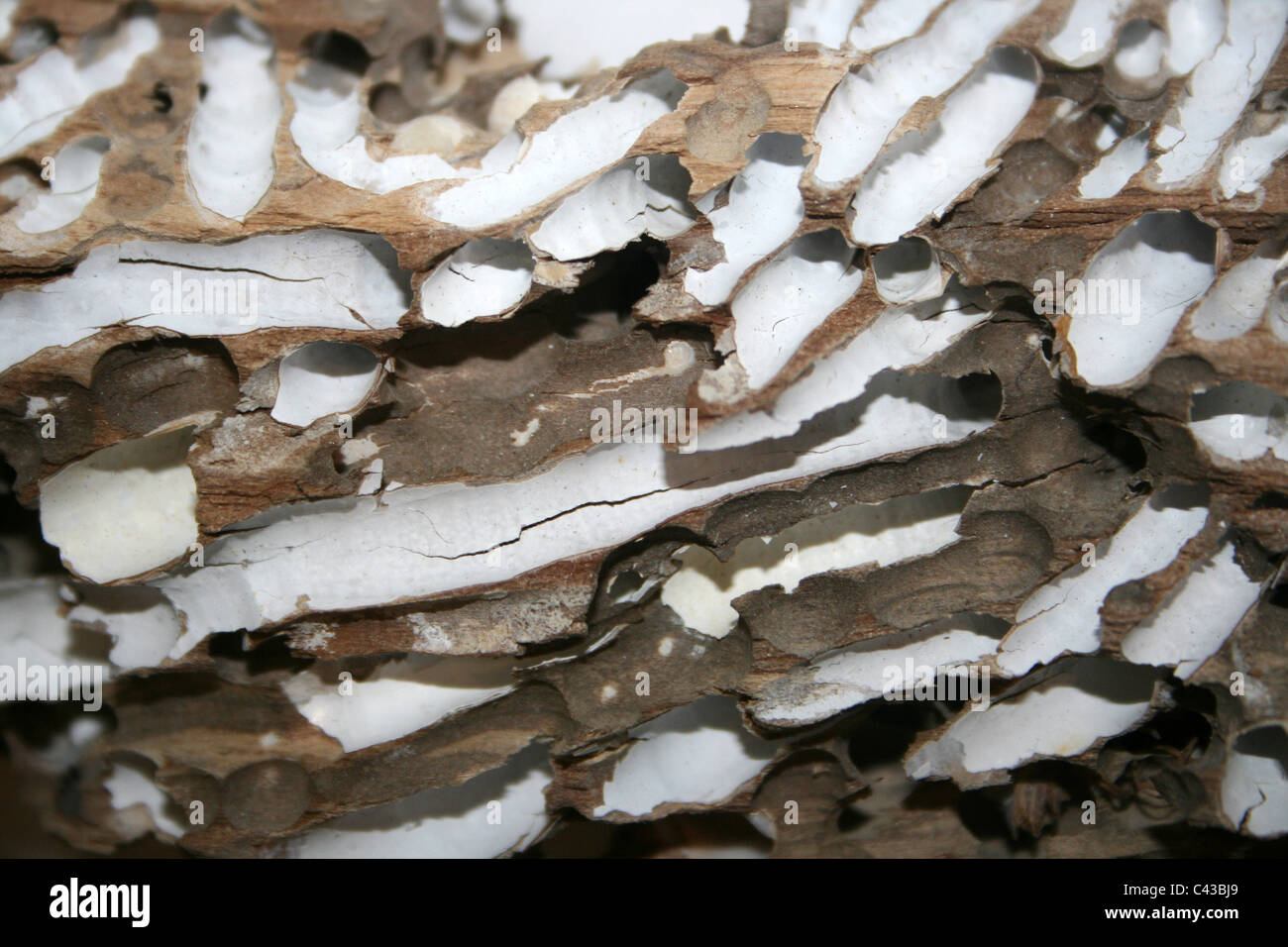 Shipworm Teredo navalis burrows Stock Photo