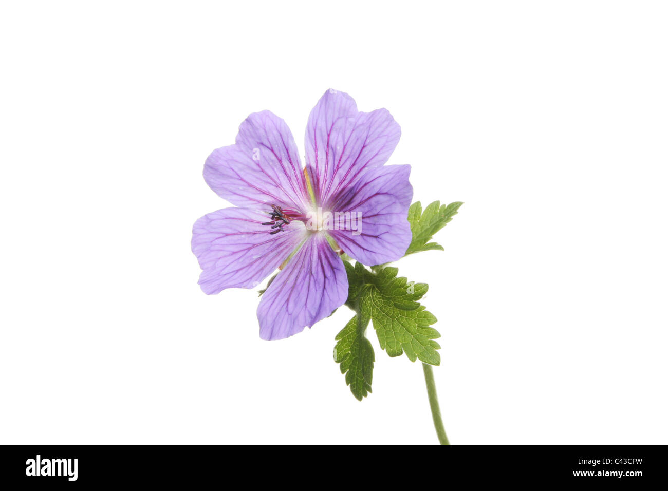 Blue geranium flower and leaves isolated against white Stock Photo