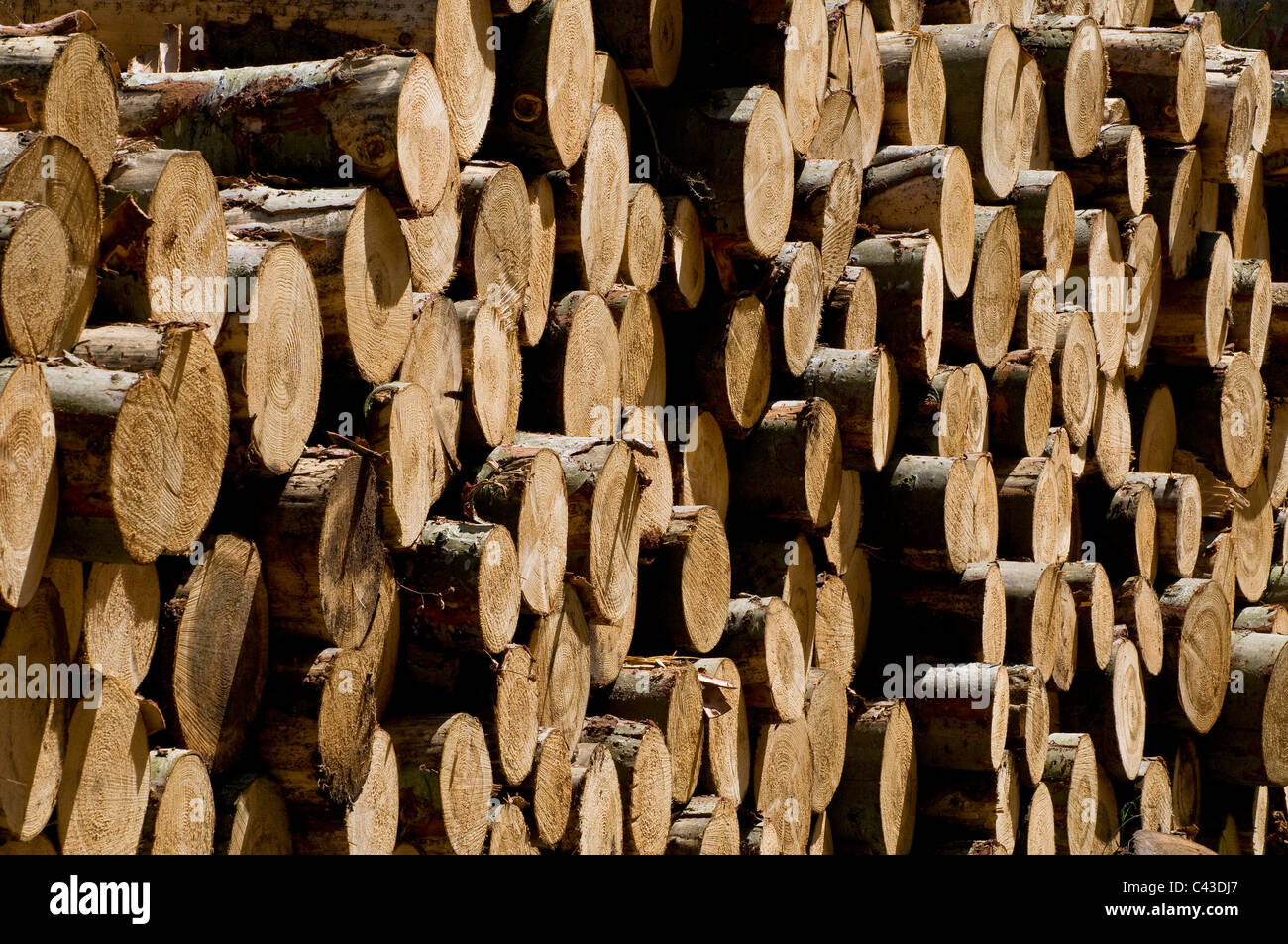 pile of conifer tree trunks, norfolk, england Stock Photo