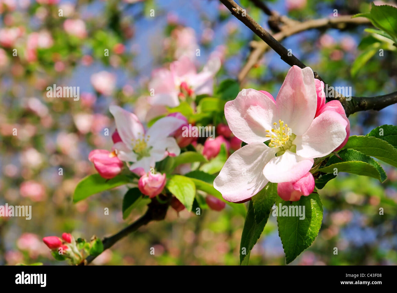 Apfelblüte - apple blossom 07 Stock Photo