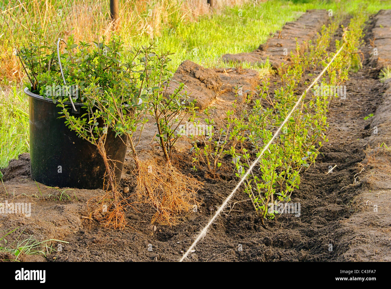 Hecke pflanzen - planting a hedge 04 Stock Photo - Alamy