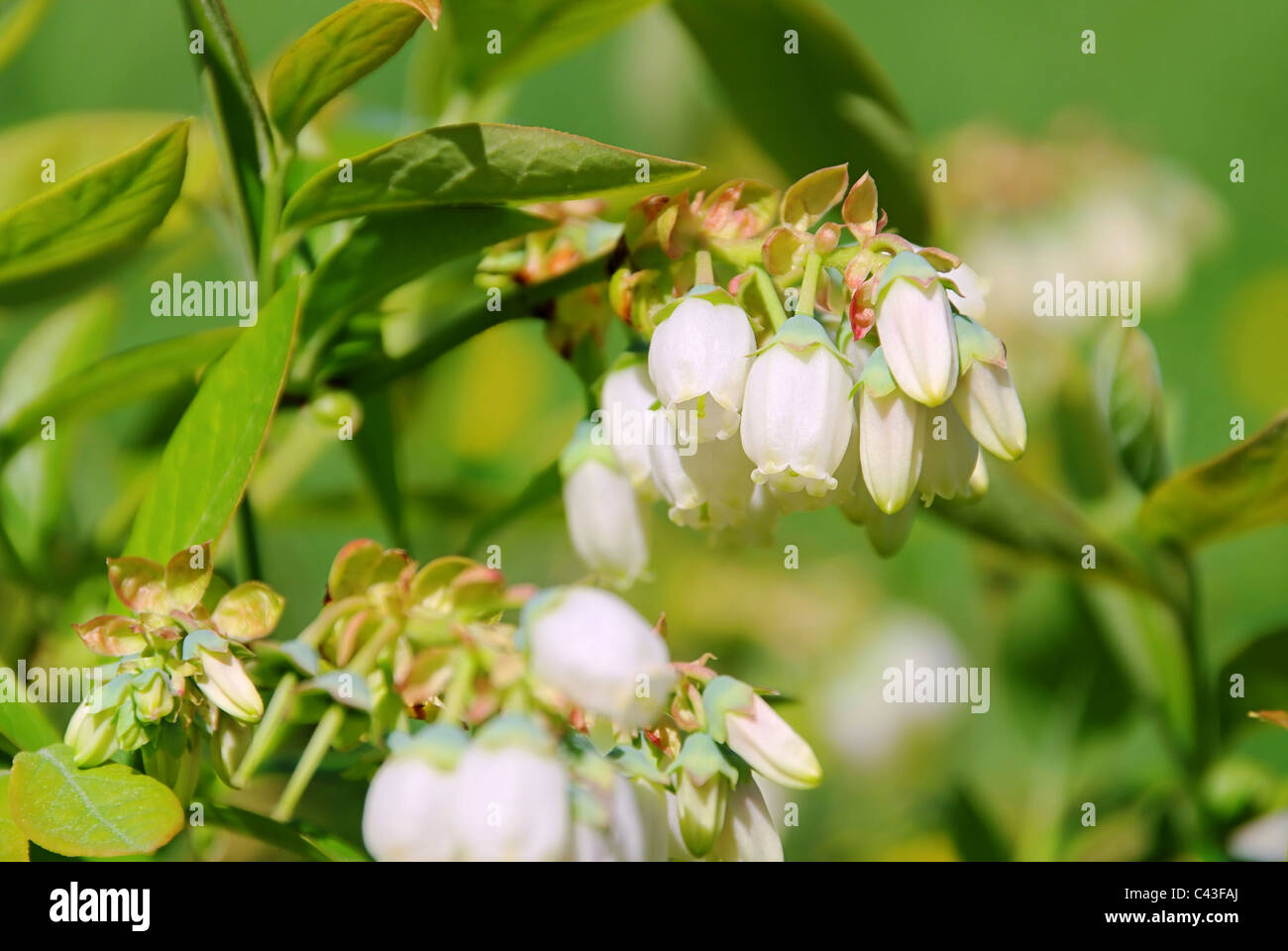 Heidelbeere Bluete - Bilberry flower 02 Stock Photo