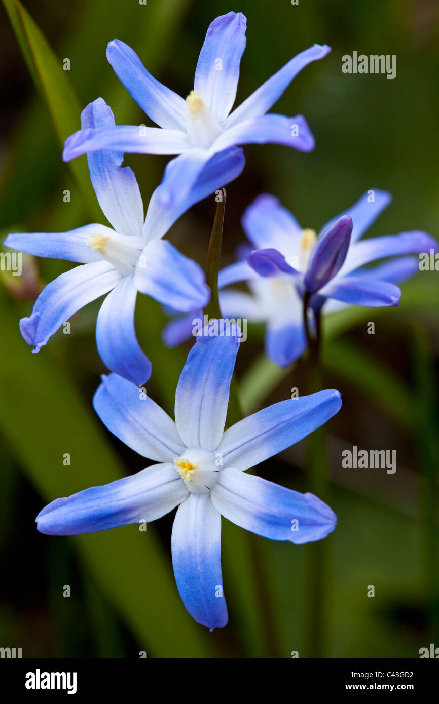 Flowers of Chionodoxa Luciliae Stock Photo - Alamy