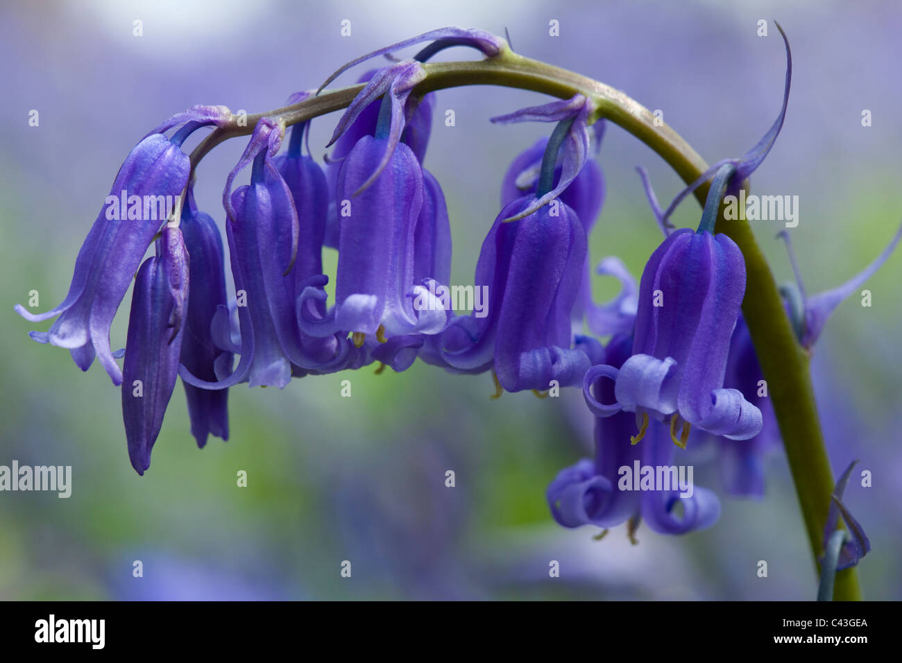 Bluebell flower hi-res stock photography and images - Alamy