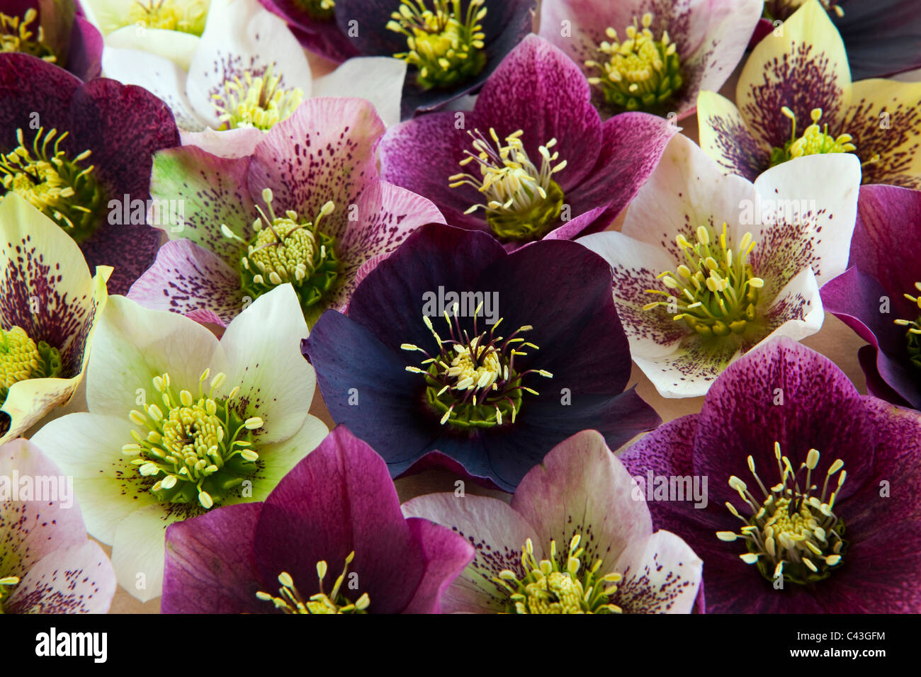 A selection of Hellebore flowers Stock Photo