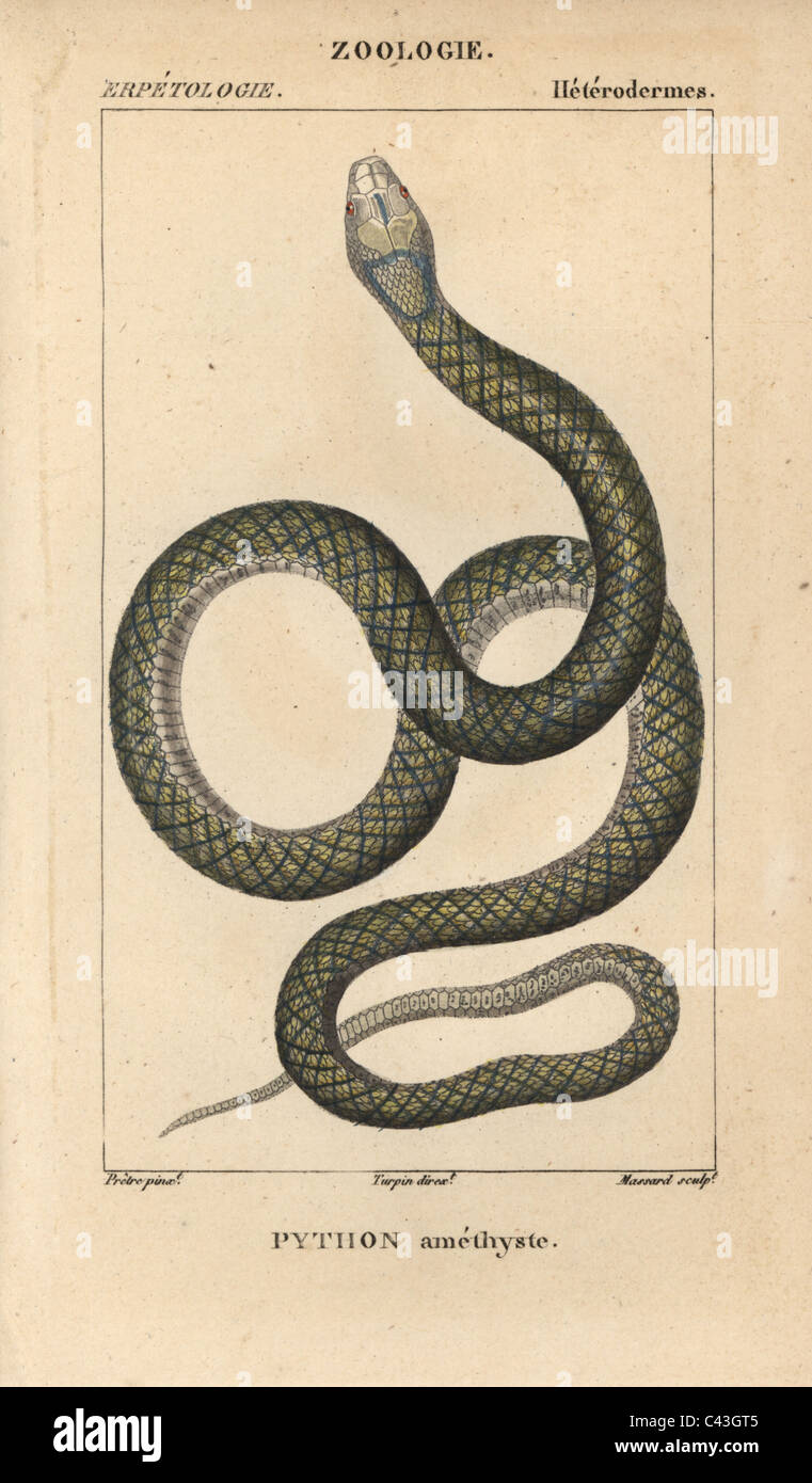 Amethystine scrub python Stock Photo - Alamy