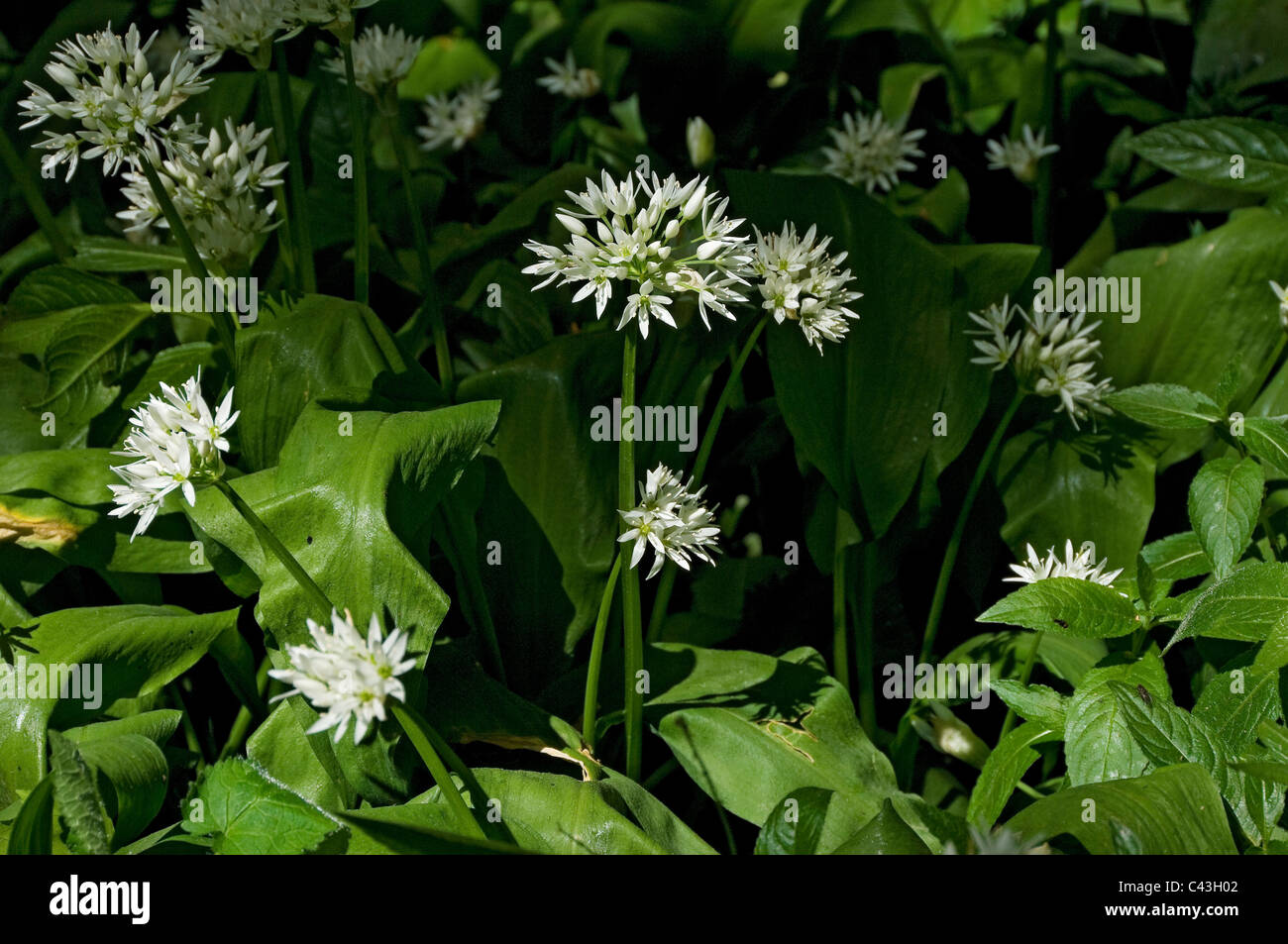 Close up of ramsons or wild garlic flowers flower flowering allium ursinum white wildflowers in
