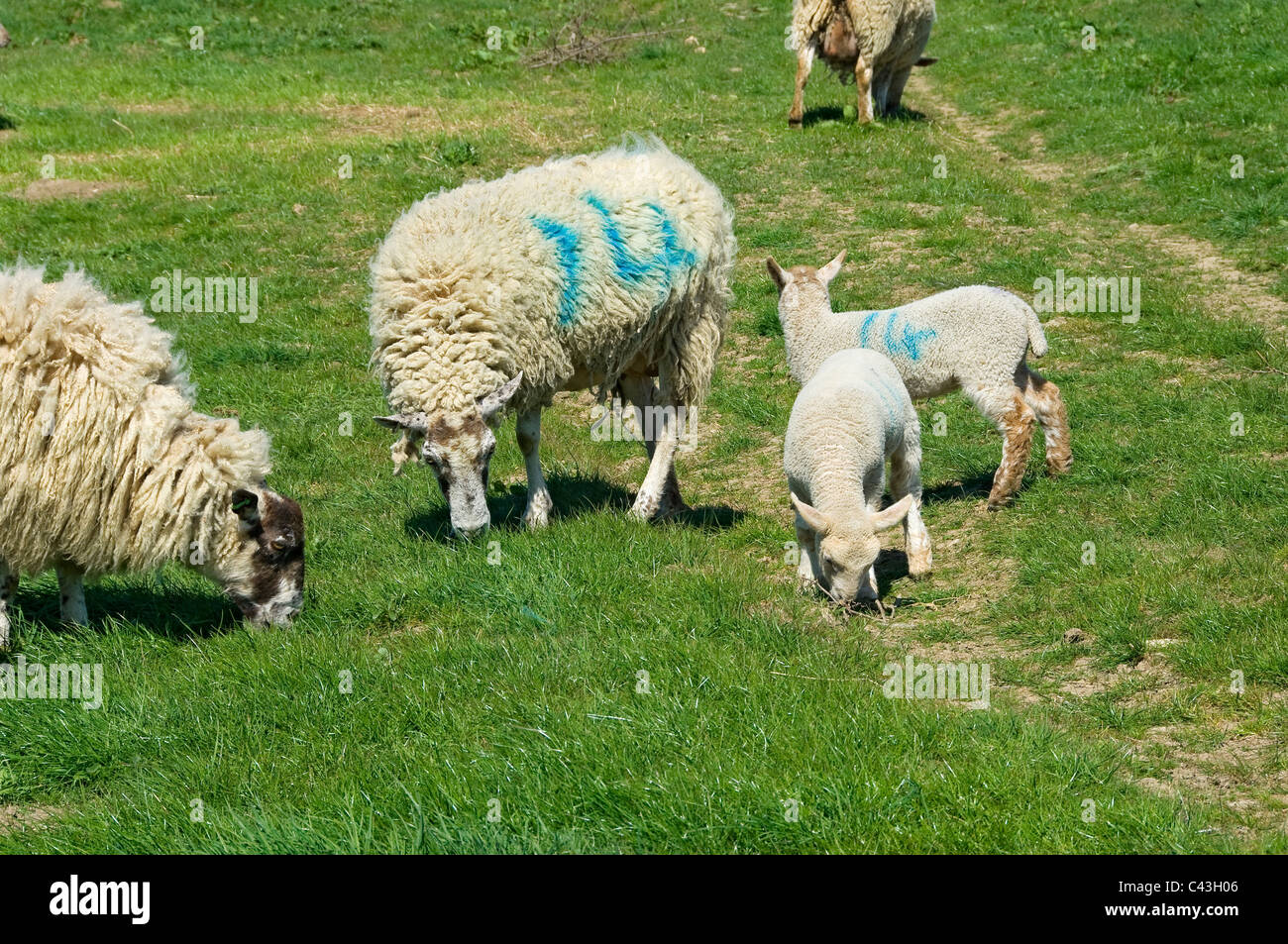 Ewe and lambs lamb young sheep livestock grazing in a field with