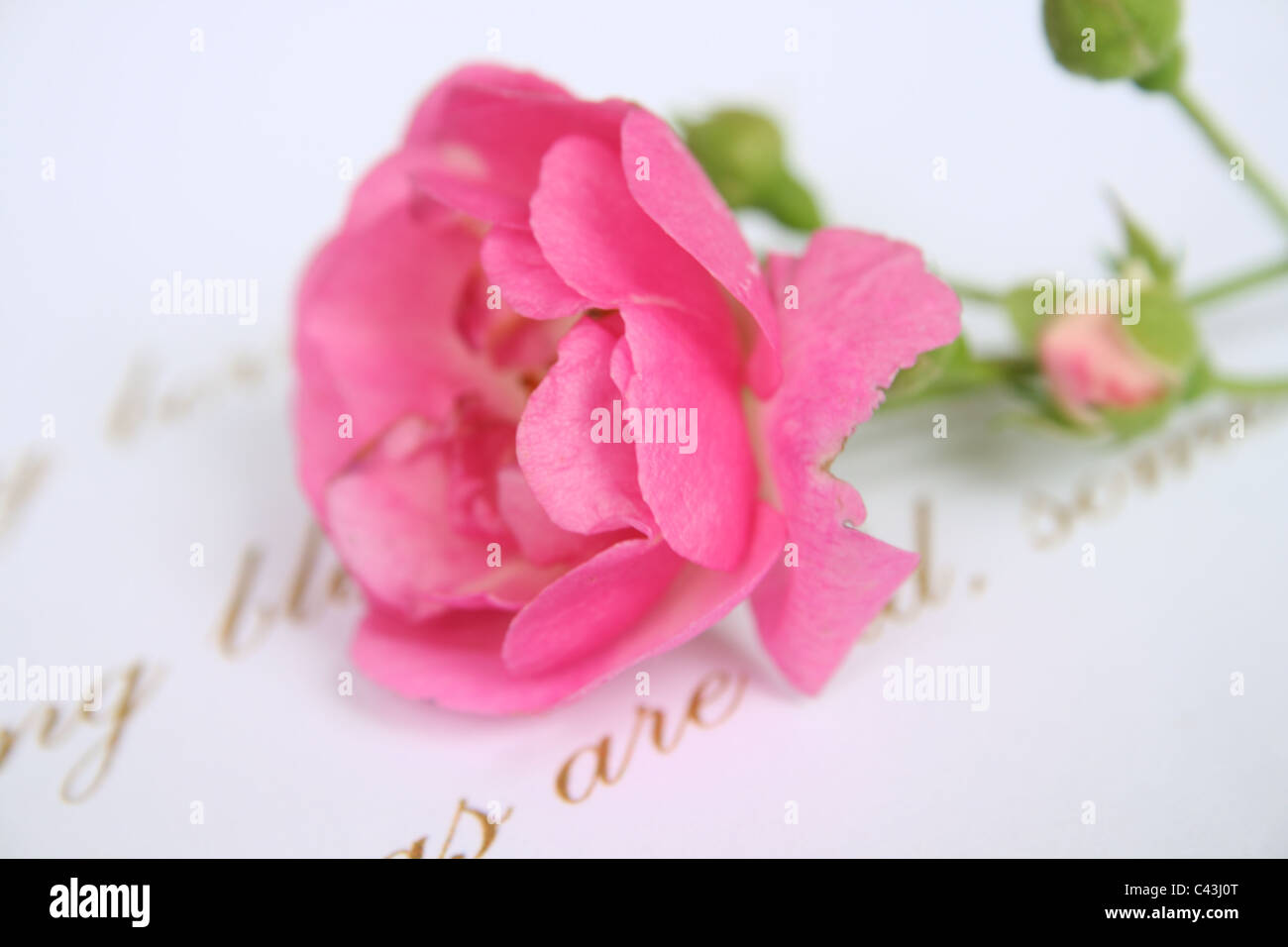 Red rose on love letter Stock Photo