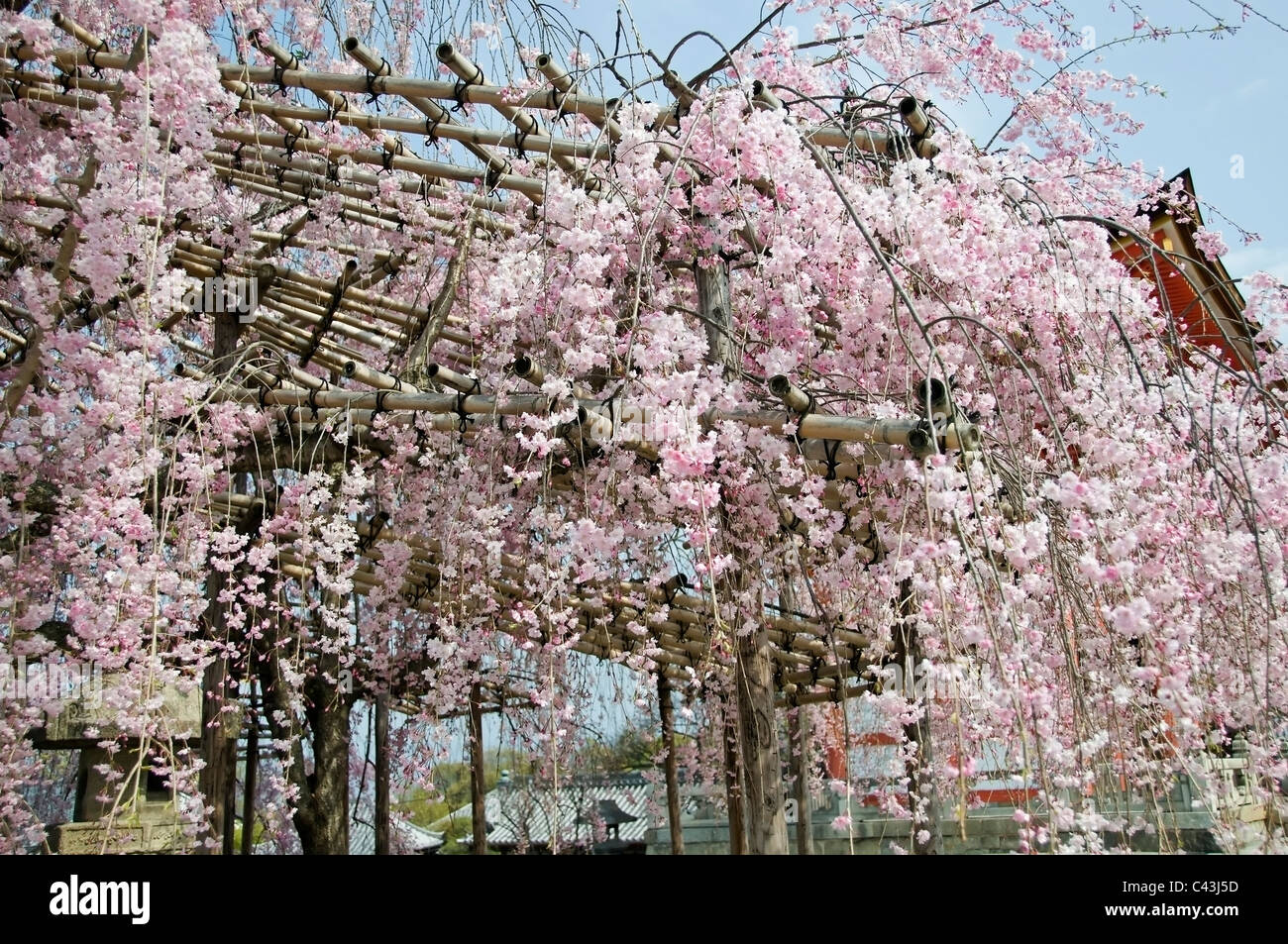 Tree support japan hires stock photography and images Alamy