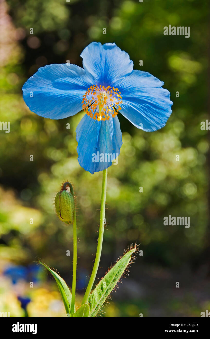 Beautiful Himalayan blue poppy growing the the Pacific Northwest. Stock Photo