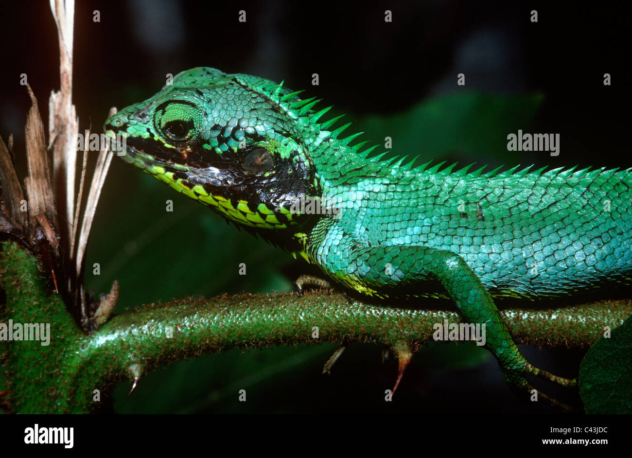 Lizard Cheeks Black-cheek lizard (Calotes nigrilabris: Agamidae) in forest Sri Lanka ...