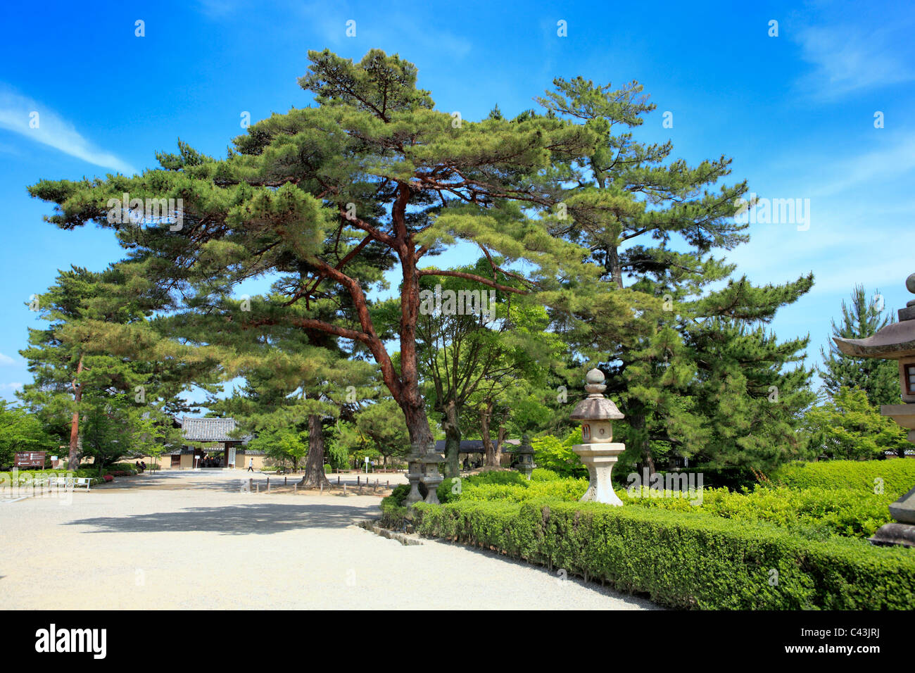 Asia, Asian, Far East, Japan, Japanese, travel destinations, Tree, park, garden, Horyu-ji, Ikaruga, Nara, Monastery, UNESCO Worl Stock Photo