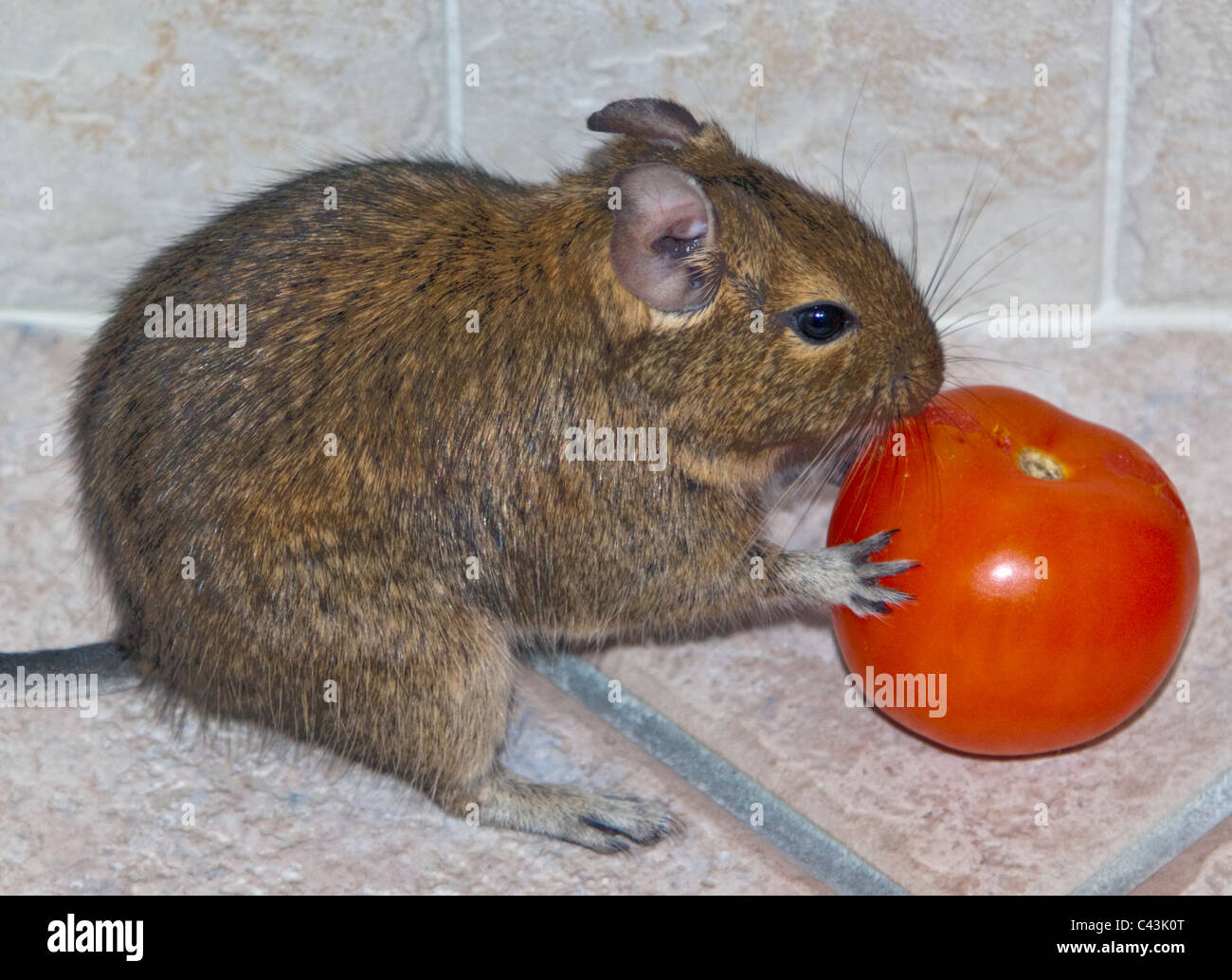 Degu (octodon degus) juvenile feeding on tomato Stock Photo