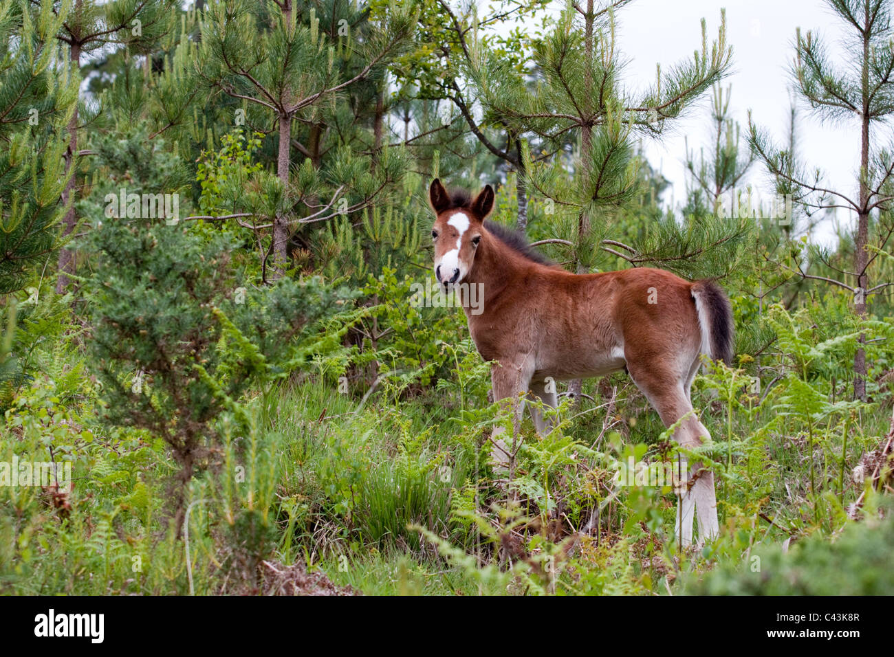 New Forest pony foal, Acres Down, Hampshire, England, UK Stock Photo