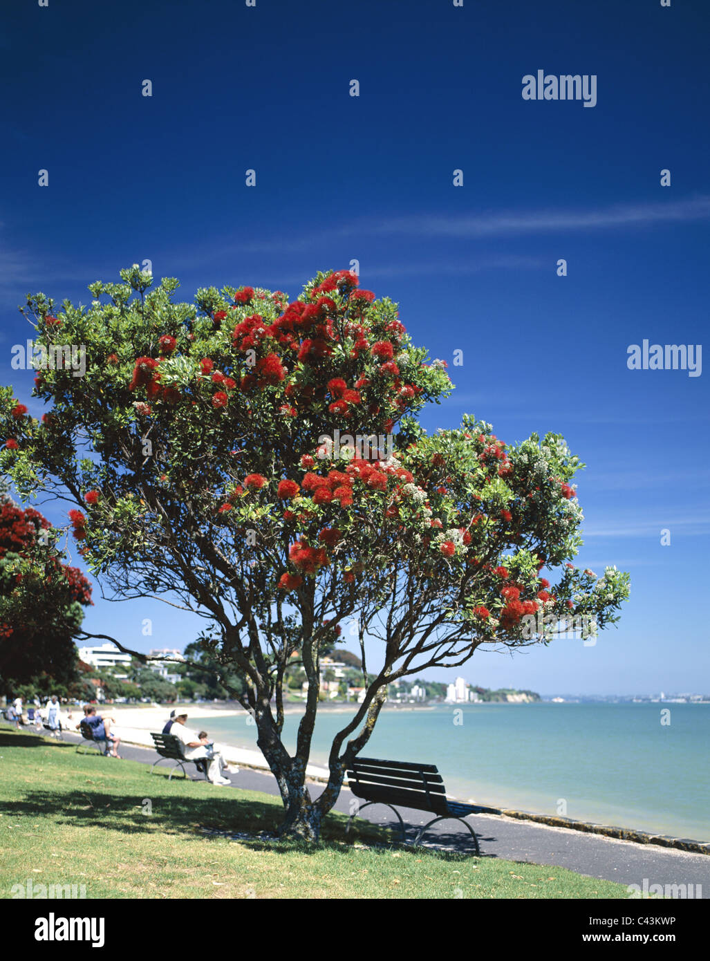 Auckland, Bay, Beach, Holiday, Landmark, Mission, New zealand, North island, Pohutakawa, Tourism, Travel, Tree, Vacation, Stock Photo