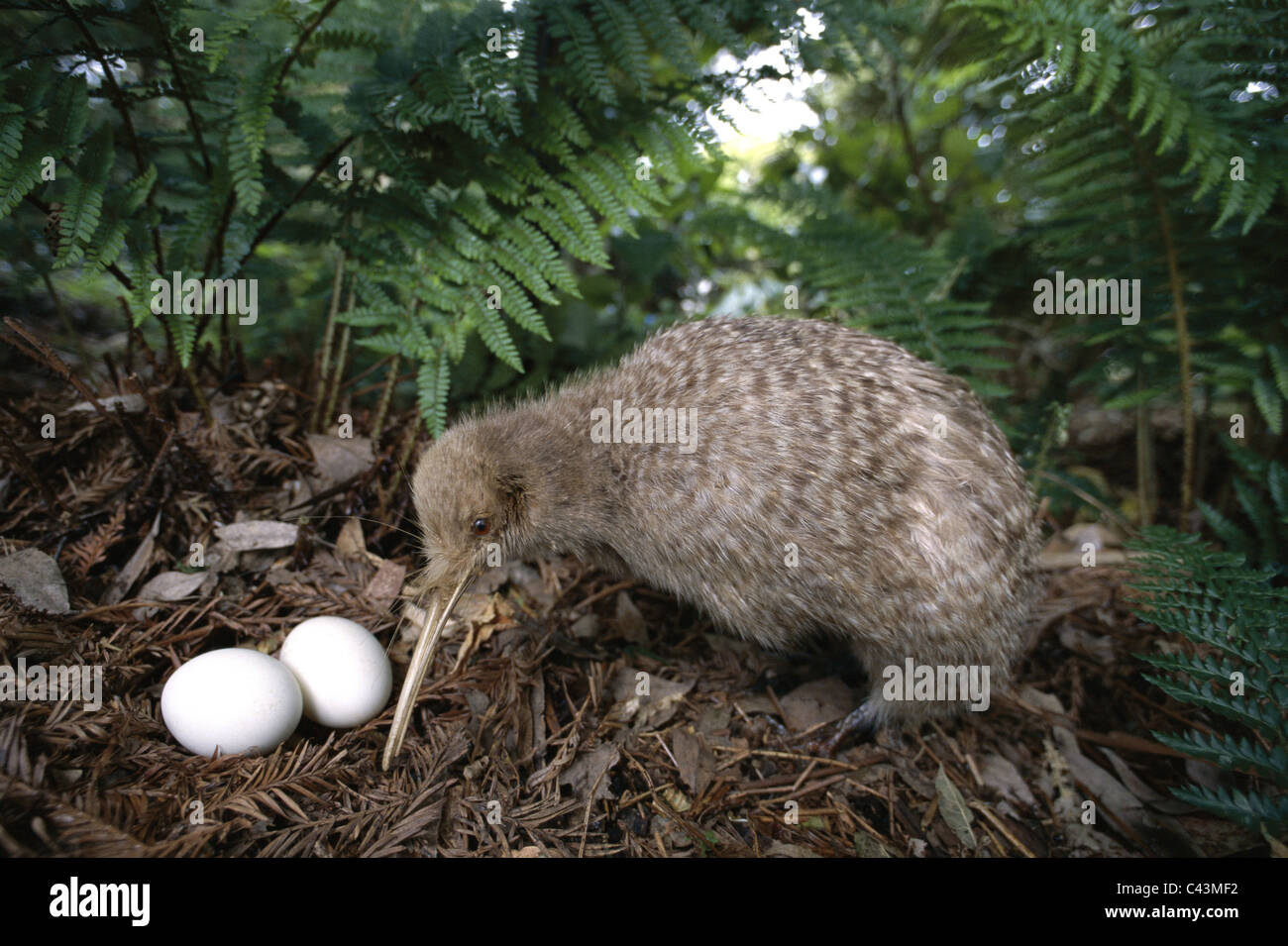 Little spotted kiwi hi-res stock photography and images - Alamy