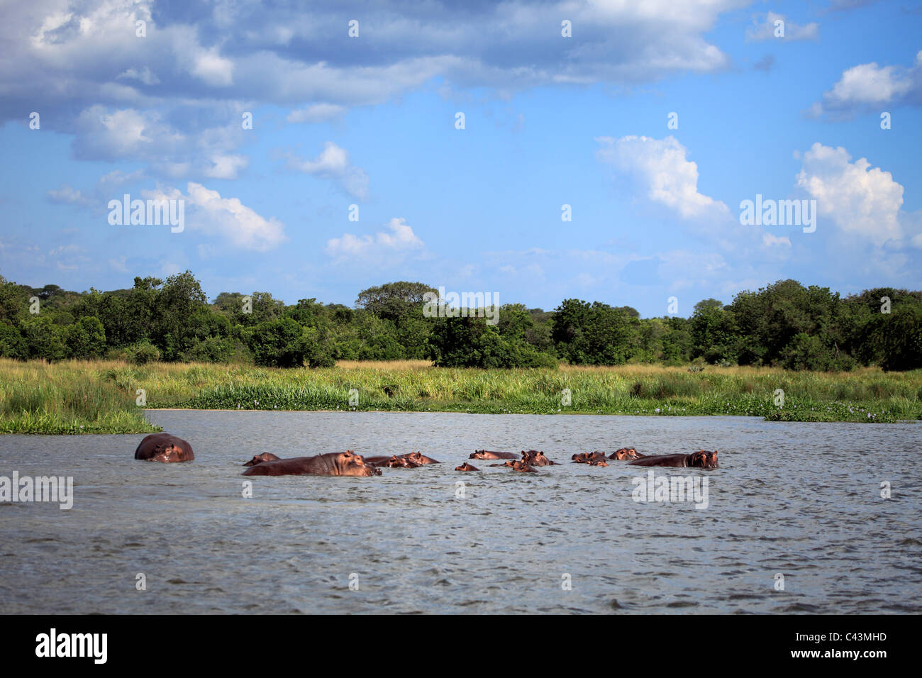 Africa, African, Travel, Nature, Water, Animal, animals, fauna, Sub-Saharan, East Africa, Scenic, landscape, travel, Wild, wild Stock Photo