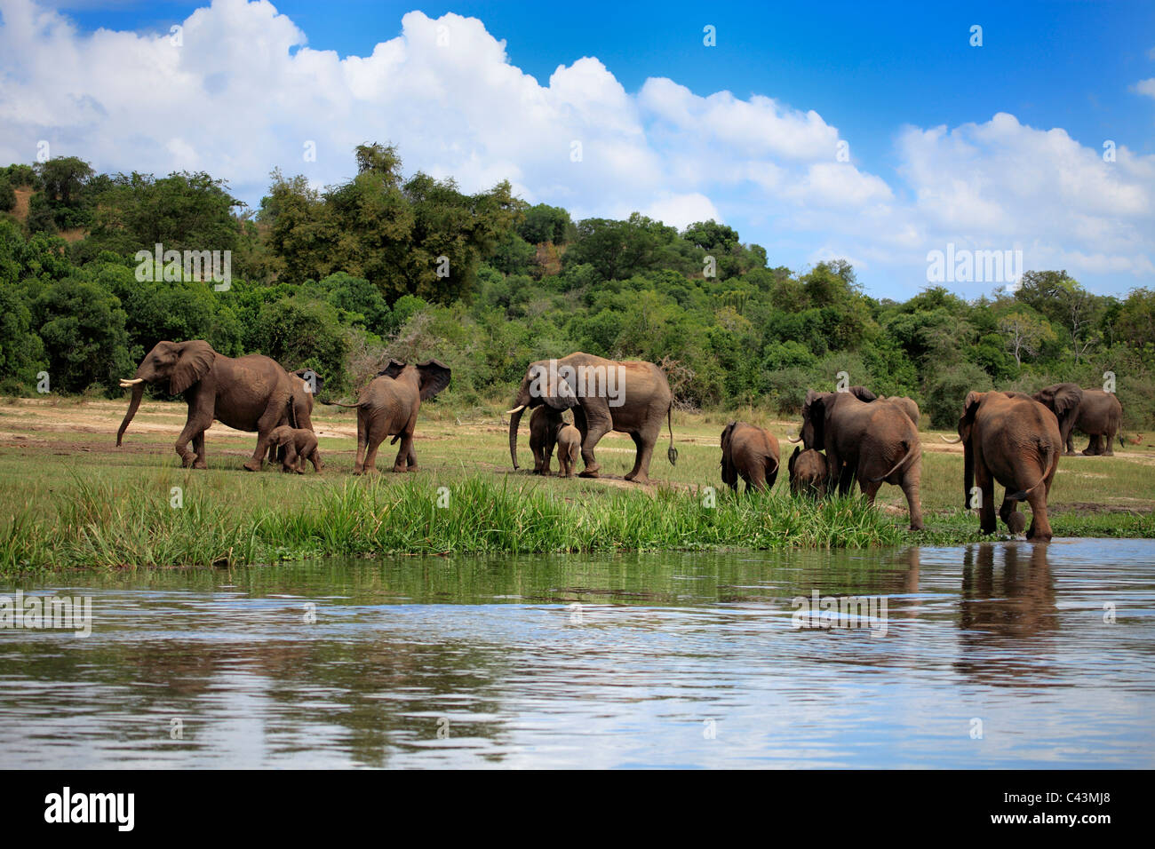 Africa, African, Travel, Nature, Water, Animal, animals, fauna,  Sub-Saharan, East Africa, Scenic, landscape, travel, Wild, wild Stock Photo  - Alamy