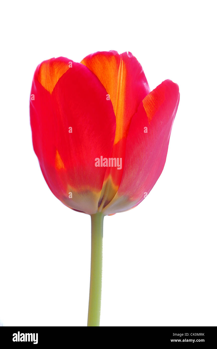 Red tulip Stock Photo