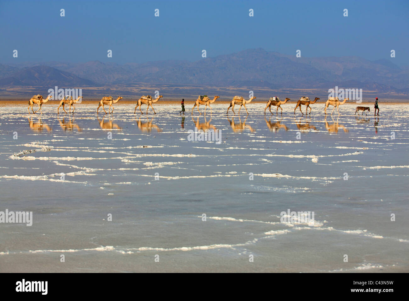 Ahmed Ela, Africa, Ethiopia, Afar region, Afgar, Danakil, desert, salt lake, salt, camels, dromedaries, caravan, salt caravan, w Stock Photo